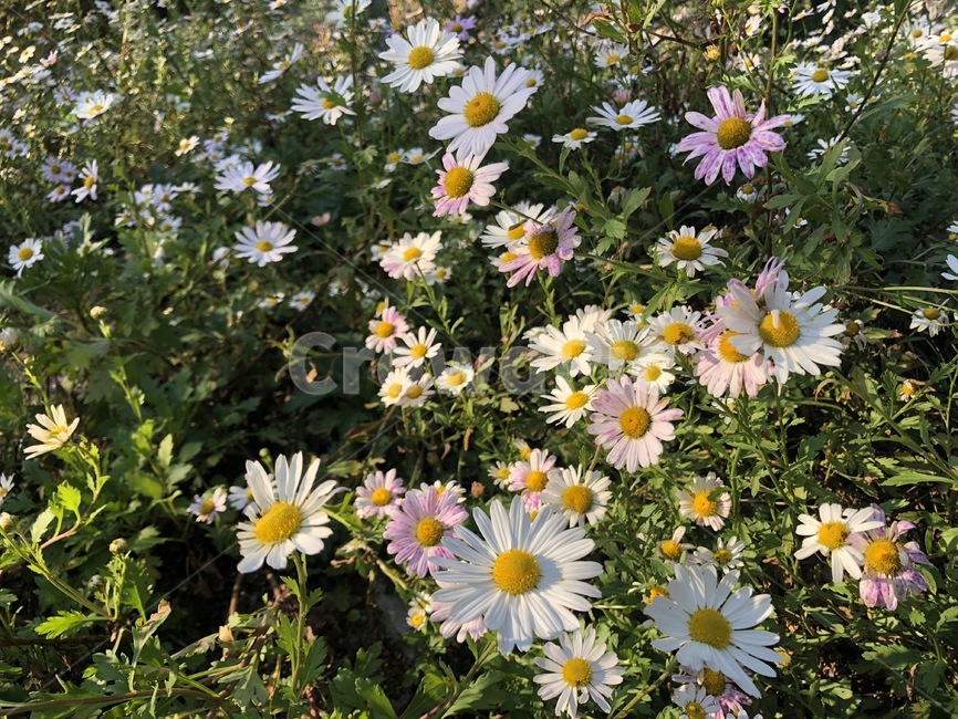 plant,식물,flower,daisies,blossom,꽃,daisy,데이지,배경화면,배경사진,흰꽃,노란꽃,분홍꽃,들꽃,식물,자연,plants,nature,꽃,flower