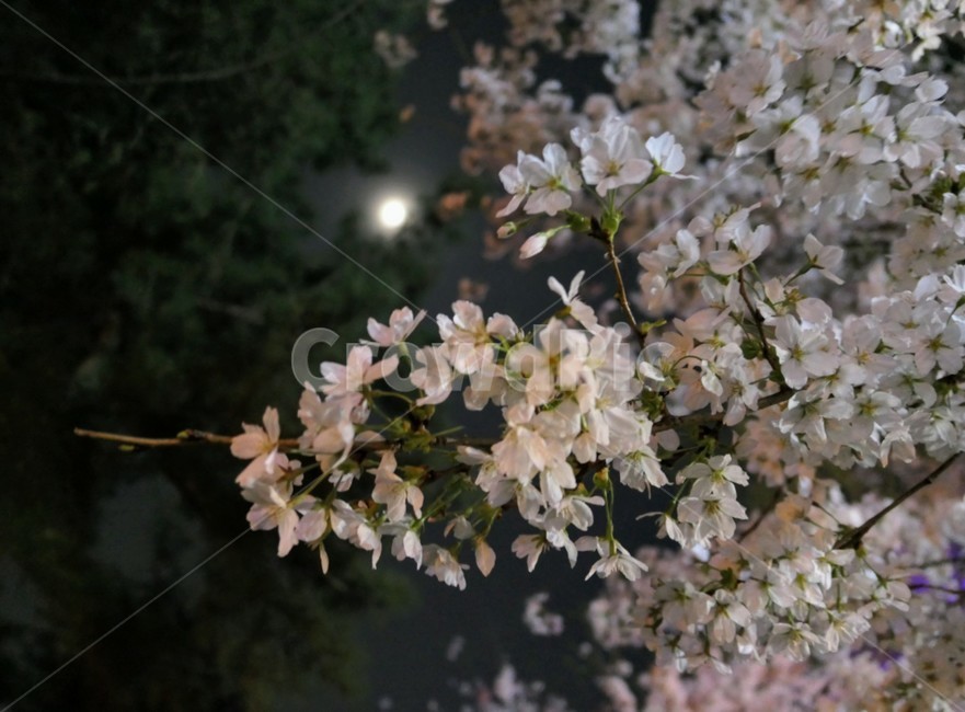 벚꽃,밤,달,밤하늘,꽃구경,야경,봄,계절,spring,season,야경,밤,풍경,nightscape,night,landscape,식물,자연,plants,nature,꽃,flower,plant,blossom,cherry blossom