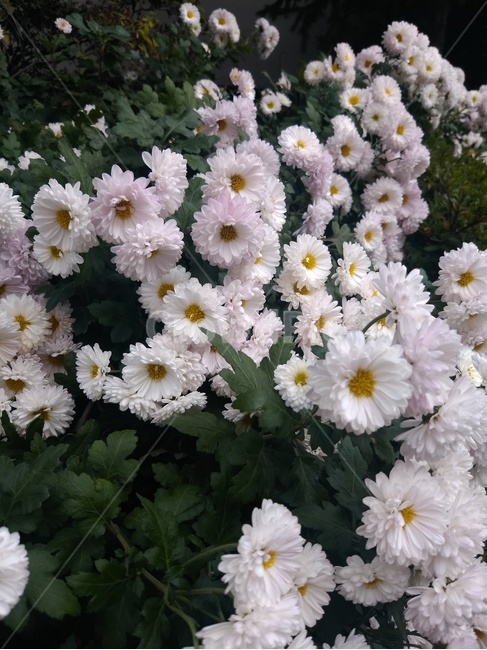 꽃,봄,flower,국화,감성,스냅,감성사진,자연,식물,배경,식물,자연,plants,nature,꽃,flower