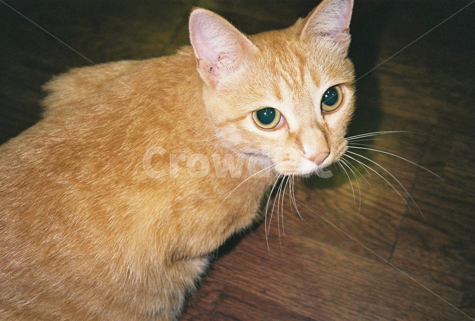 고양이,길고양이,길냥이,카페,cat,동물,animal,포유류,mammal,고양이,cat,kitten,kitty