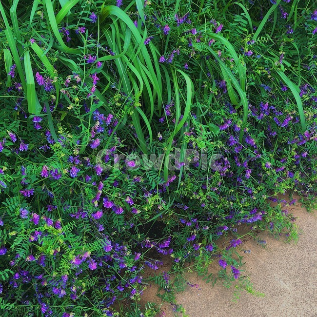 꽃,벳지꽃,식물,hairyvetch,flower