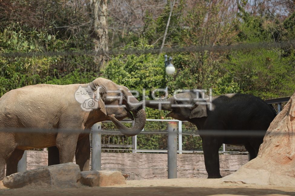 코끼리,동물,elephant,animal,mammal,포유류,wildlife,야생동물,동물원,코끼리두마리,동물,animal,포유류,mammal
