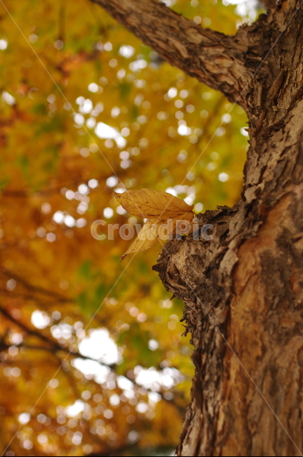 단풍,가을풍경,낙엽,나무,tree,나무줄기,treetrunk,leaf,잎,plant,식물,가을,계절,fall,autumn,season