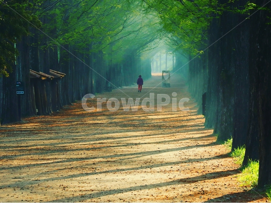 새벽,빛,봄,풍경,담양,자연,풍경,nature,landscape,식물,plants,나무,trees,wood,사람,인물,인간,human,person,path,통로,walkway,보도