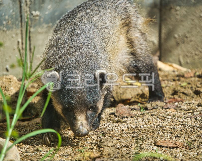 animal,동물,오소리,포유류,badger