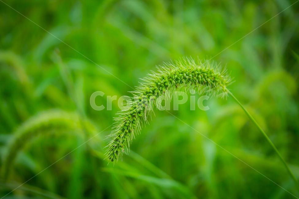 강아지풀,풀,푸름,초록,여름,plant,green,자연,greenfoxtail,summer
