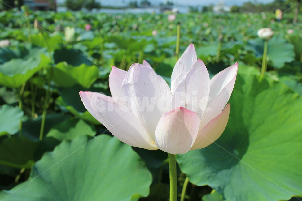 flower,꽃,plant,식물,연꽃,연못,싱그러움,연잎,식물,자연,plants,nature,꽃,flower