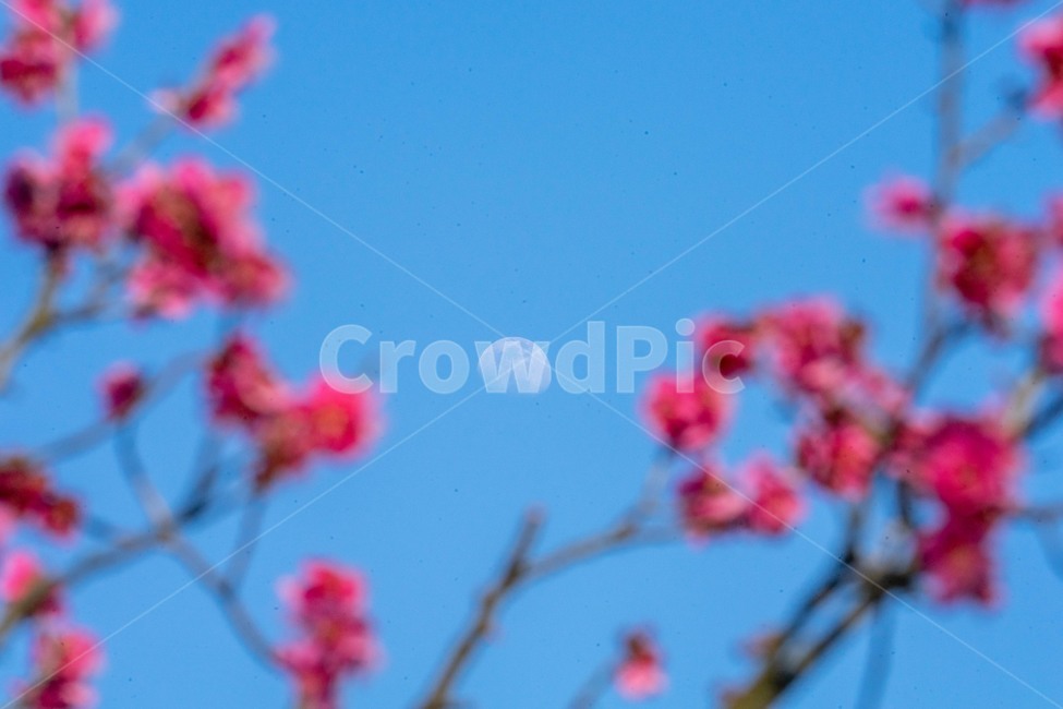 매화,분홍,달,꽃,하늘,봄,식물,자연,plants,nature,꽃,flower
