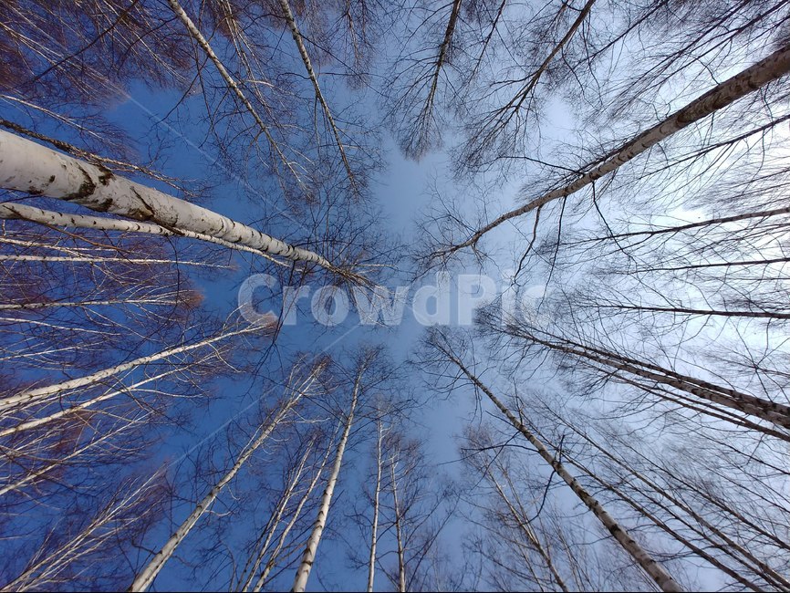 겨울,자작나무,나무,숲,하늘,겨울,계절,winter,season,식물,자연,plants,nature,나무,trees,wood