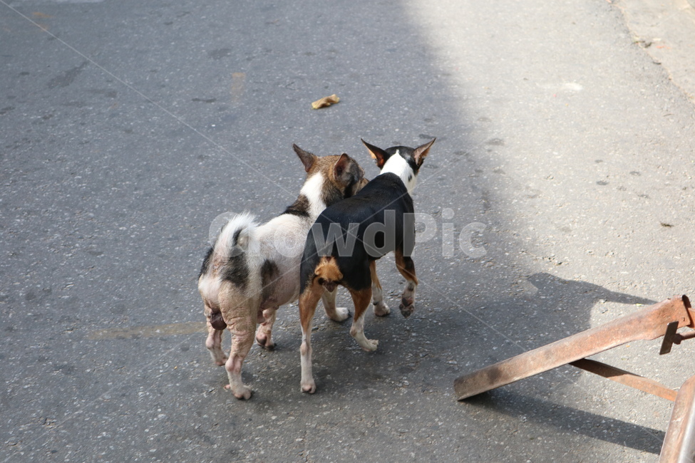 dog,개,animal,동물,pet,mammal,포유류,strap,견장,유기견,친구,우정,puppy