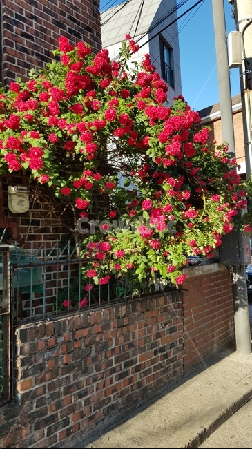 벽돌,outdoors,장미,만개한장미,brick