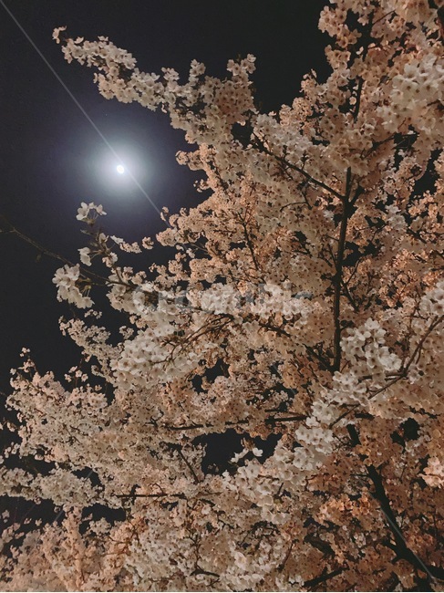 식물,꽃,벚꽃,달,봄,밤,밤하늘,산책,식물,자연,plants,nature,꽃,flower