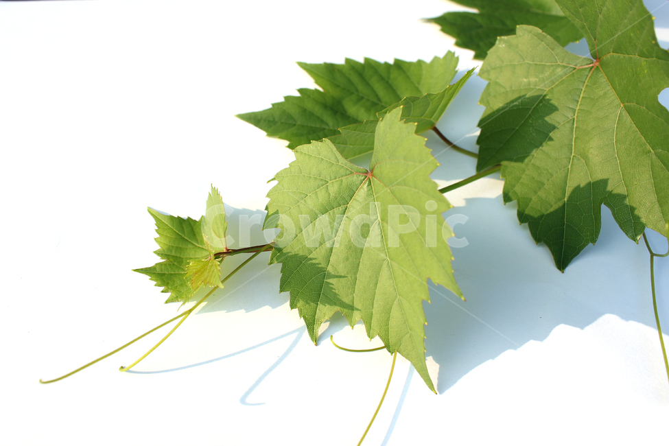 branch,closeup,detail,fresh,grape,grapeleaf,green,leaf,leaves,natural,nature,plant,가지,나뭇가지,클로즈업,디테일,신선한,포도잎,포도줄기,줄기,잎,잎사귀,나뭇잎,그린,녹색,자연,식물,흰배경,초록색,식물,자연,plants,nature,누끼,remove background