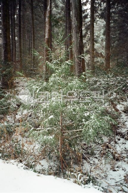 grove,accumulated snow,nature,woodland,snow,winter trees,tree,winter,vegetation,winter snow,film