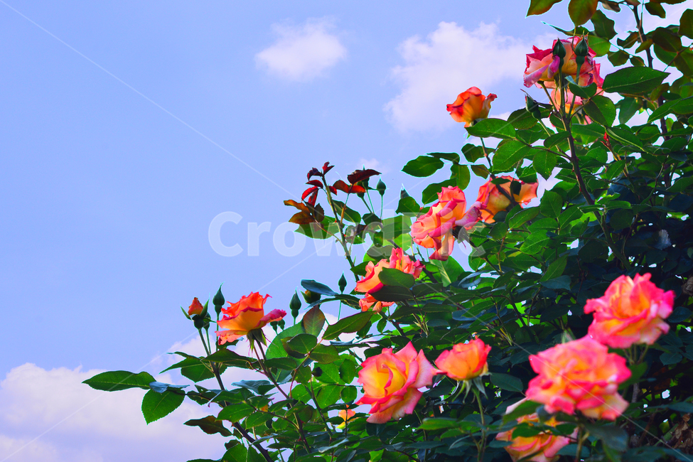장미,장미꽃,로즈,꽃,아름다움,예쁜,우아한,향기,플라워,감성,필,꽃송이,꽃잎,rose,flowers,5월,계절의여왕,가시,가든,정원,앞뜰,장미원,장미축제,beautiful,plant,garden,꽃밭,빛망울,feeling,emotion,sensible,분위기,느낌,하늘,구름,식물,자연,plants,nature,꽃,flower