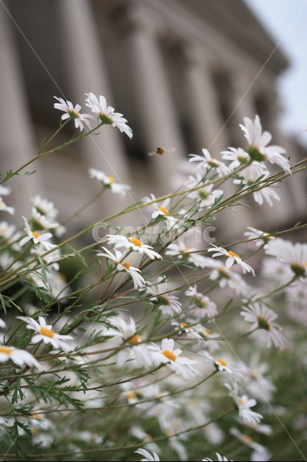 국화,가을,꽃,Flower,덕수궁,식물,자연,plants,nature,꽃,flower