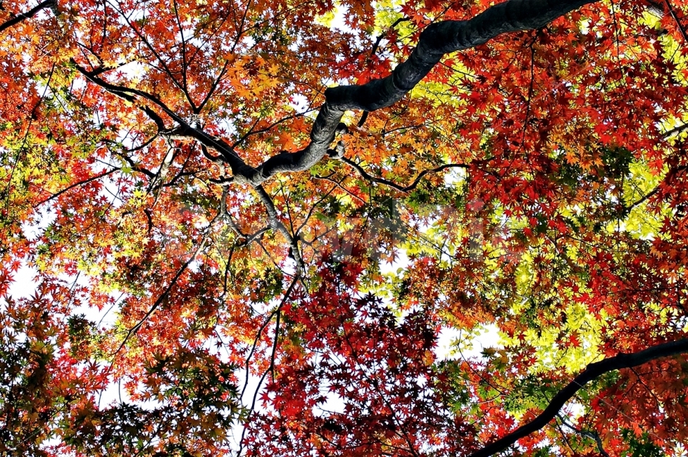 단풍,알록달록,가을사진,단풍나무,나무사진,가을,계절,fall,autumn,season,식물,자연,plants,nature,tree,나무,plant,leaf,잎,maple