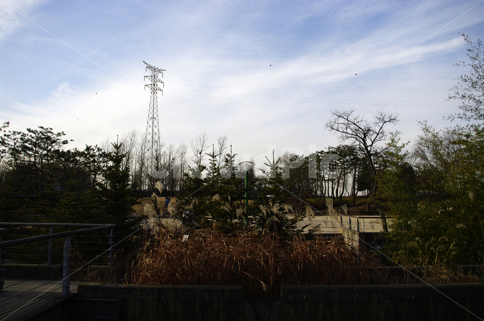 겨울,나무,공원,식물,plant,철탑,자연,풍경,nature,landscape