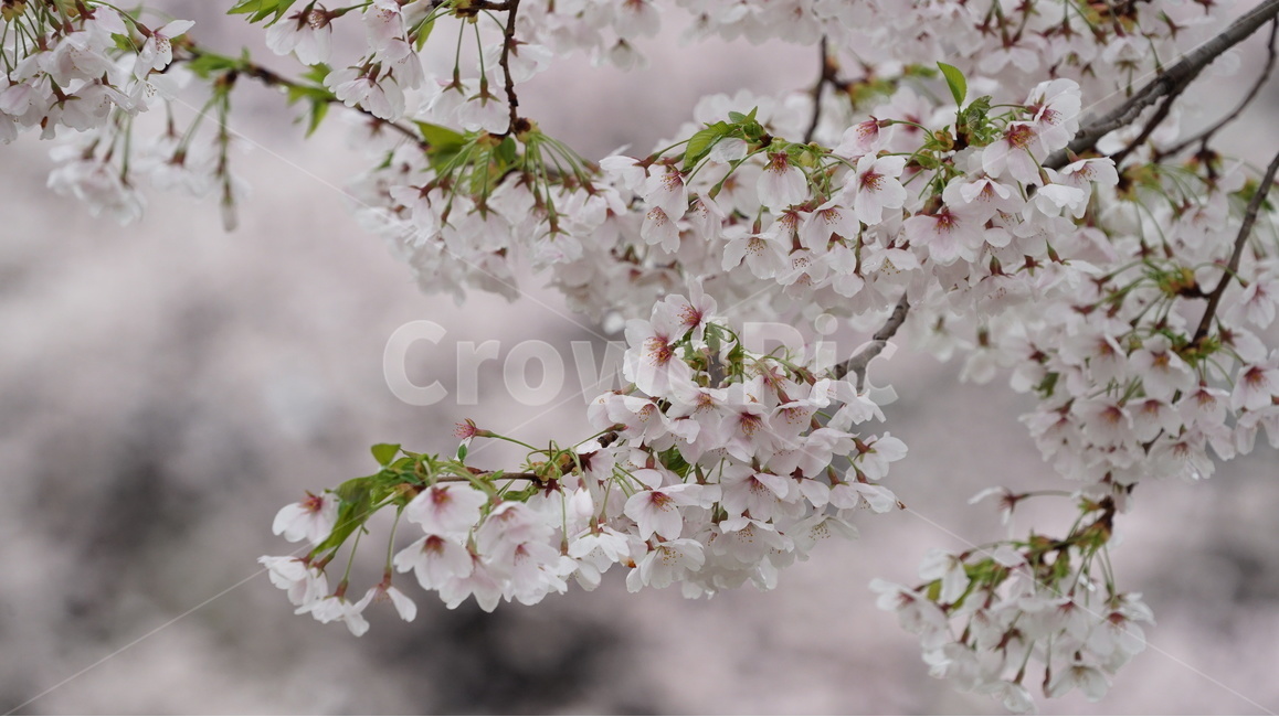 꽃,벚꽃,cherryblossom,봄,벚꽃축제,순식간,벚꽃잎,봄,계절,spring,season,식물,자연,plants,nature,꽃,flower,plant,blossom