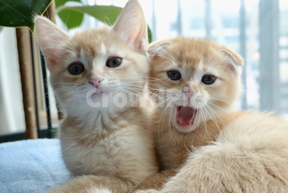 cat,고양이,animal,kitten,애완동물,동물,pet,동물,animal,포유류,mammal,고양이,cat,kitten,kitty