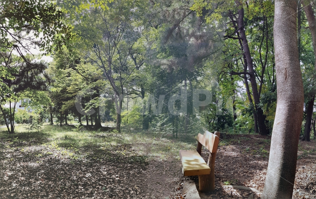 공원,나무,의자,숲,파라노마,자연,풍경,nature,landscape,식물,plants,나무,trees,wood,휴식,힐링,rest,relaxation,healing