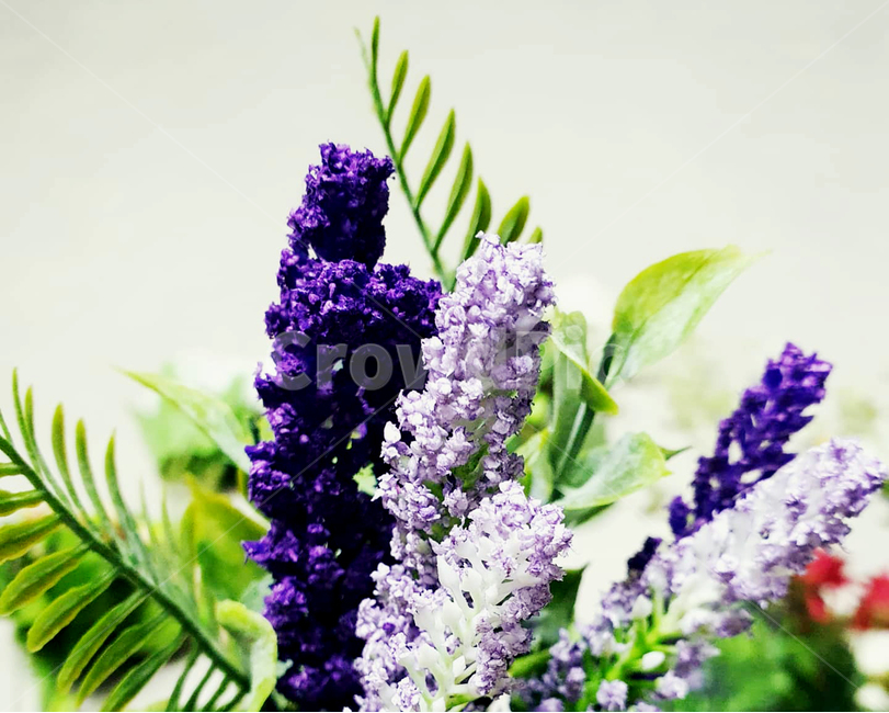 라벤더,보라색꽃,퍼플,lavender,꽃,봄꽃,부케,flower,식물,plant