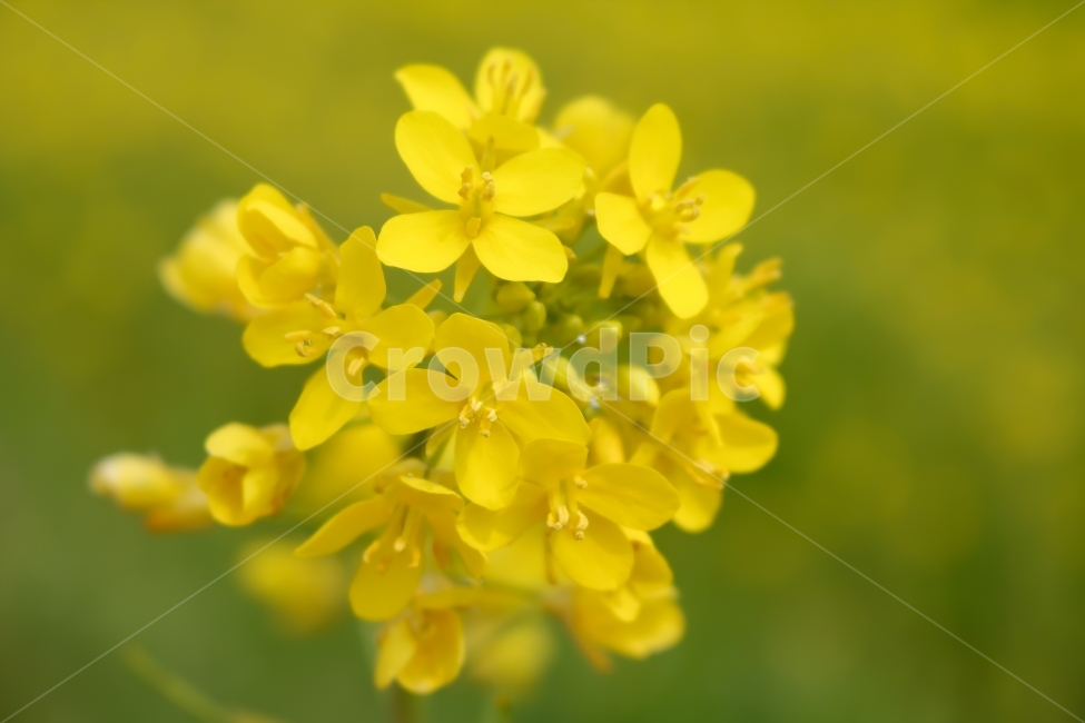개나리,노랑,접사,이슬,연노랑,봄,계절,spring,season,식물,자연,plants,nature,꽃,flower