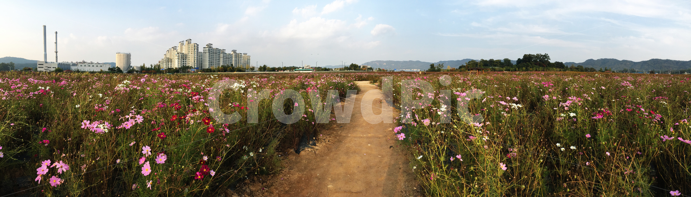 파노라마,가을,풍경,꽃길,배경,가을,계절,fall,autumn,season,자연,풍경,nature,landscape,한국자연풍경,한국자연경관,korea nature landscape,ground,바닥,dirt road,흙길,gravel,자갈,road,도로