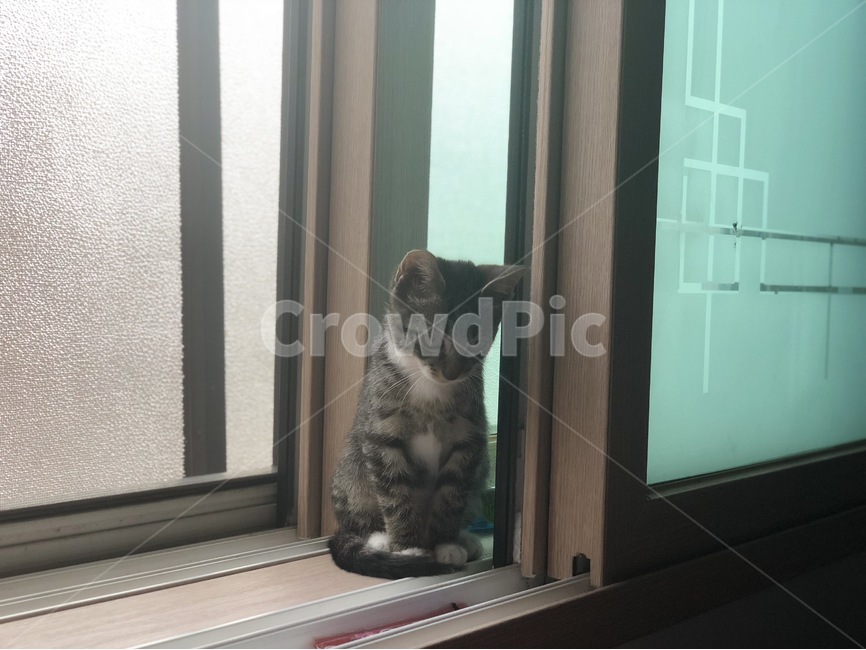 고양이,반려,묘,아기고양이,냥이,집냥이,길냥이,코숏,털,동물,반려묘,냥냥이