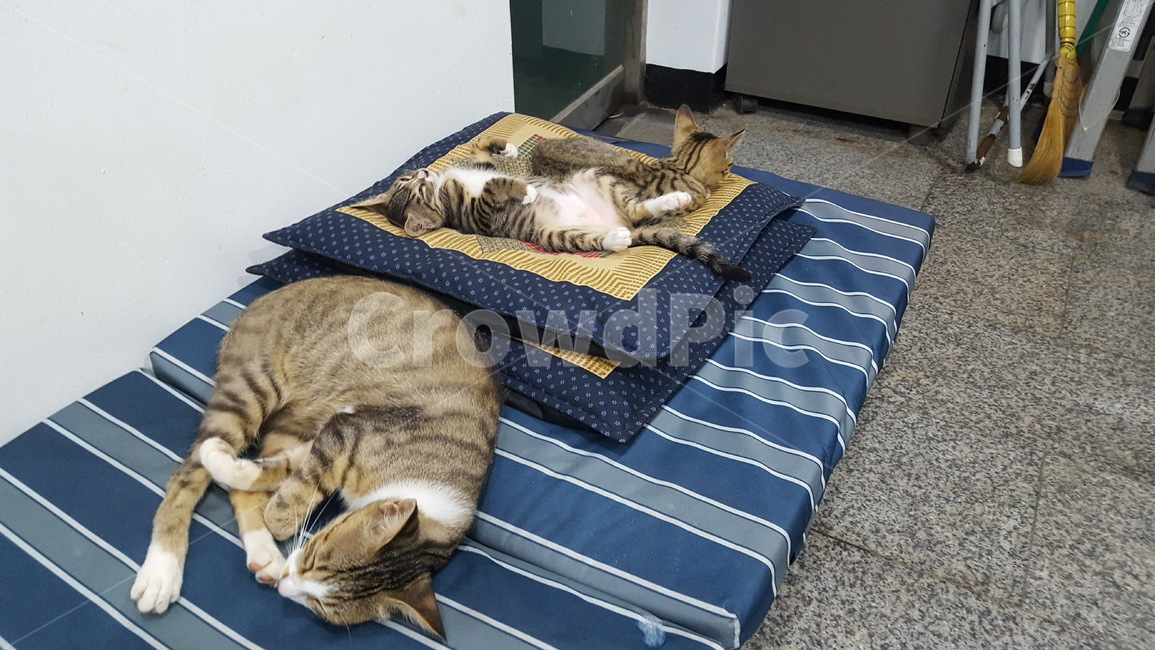 동물,cat,고양이,길냥이,힐링,동물,animal,포유류,mammal,고양이,cat,kitten,kitty