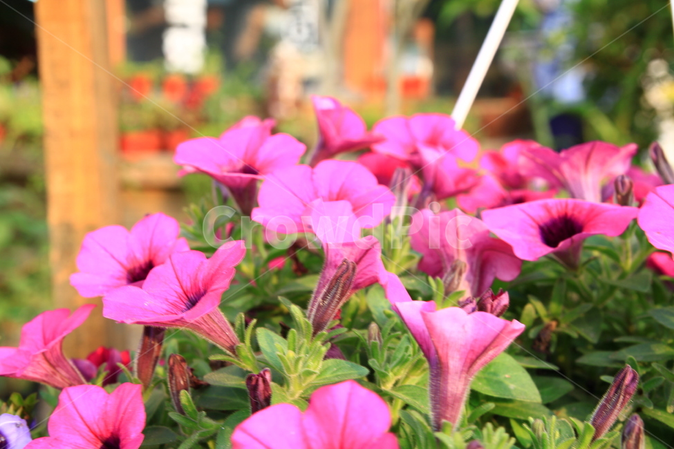 flower,blossom,plant,꽃,제라늄,geranium,식물,화분,식물,자연,plants,nature,꽃,flower