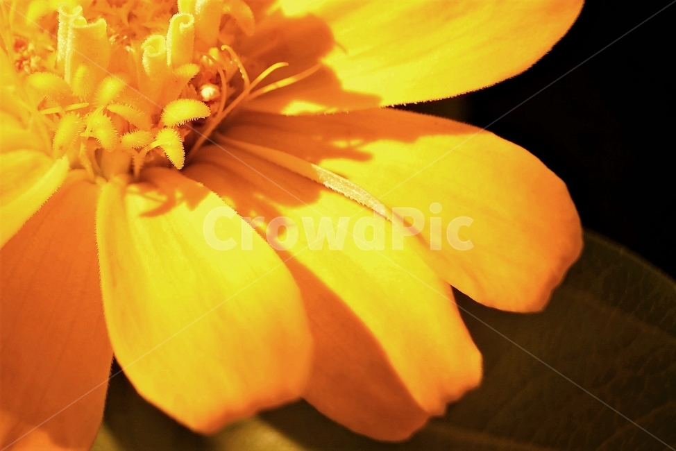 꽃,아름다움,정원,식물,자연,flower,bloom,beauty,plant,nature노랑,꽃잎,향기,beautiful,식물,자연,plants,nature,꽃,flower