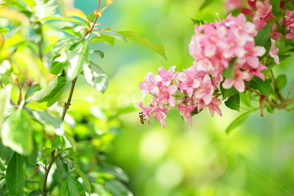 벌,꿀벌,곤충,pink,분홍,플라워,꽃,핑크,식물,자연,접사,꽃사진,봄꽃,색감,컬러,분홍색,봄,계절,spring,season,식물,자연,plants,nature,꽃,flower,동물,animal,곤충,벌레,insect,bug,휴식,힐링,rest,relaxation,healing,plant