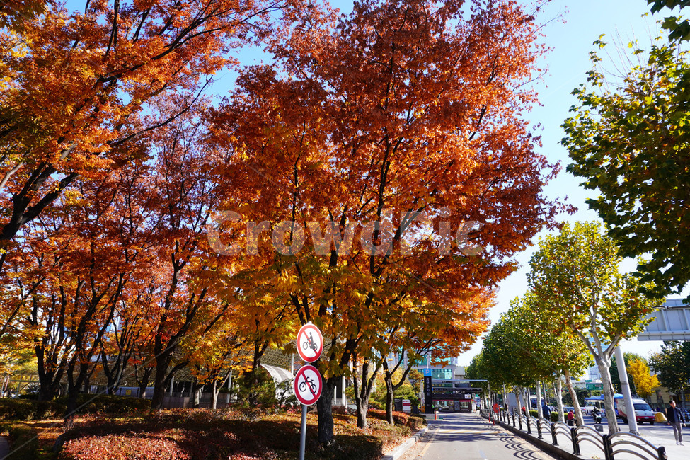 서울,seoul,단풍,가을단풍,fall,autumn가을,햇살,tree,나무,plant,식물,종묘,maple,streat,가을,계절,fall,autumn,season