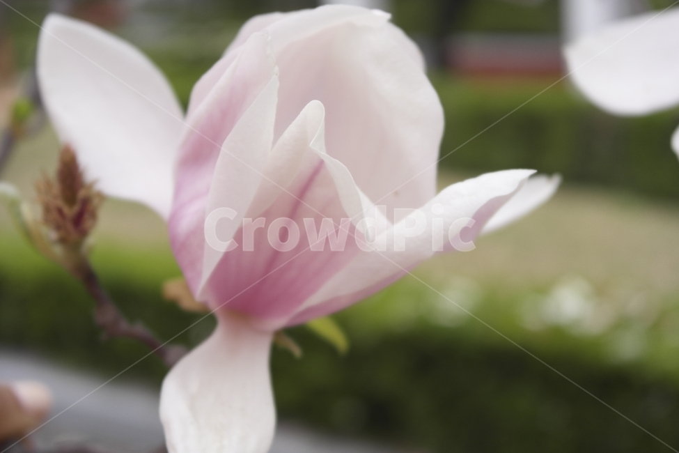 magnolia,purpleflower,속씨식물,쌍떡잎식물,목란,영춘화,나무의연,자목련,두란,임란,황심,목련,꽃,봄꽃,봄,자주색,Spring,Flowers,Purple,prettyflower,Beautifulflower,Pure,순수,식물,Plants,아름다운,접사자연,nature,그래픽,웹디자인,sensible,flower,식물도감,야생화,들꽃,배경,느낌,감성,인쇄,디자인,전단,잡지,wepdesign,design,advertisement,column,컬럼,뉴스레터,마케팅,홍보물,홍보,봄,계절,spring,season,식물,자연,plants,nature,꽃,flower,plant,blossom,rose,장미,petal,꽃잎
