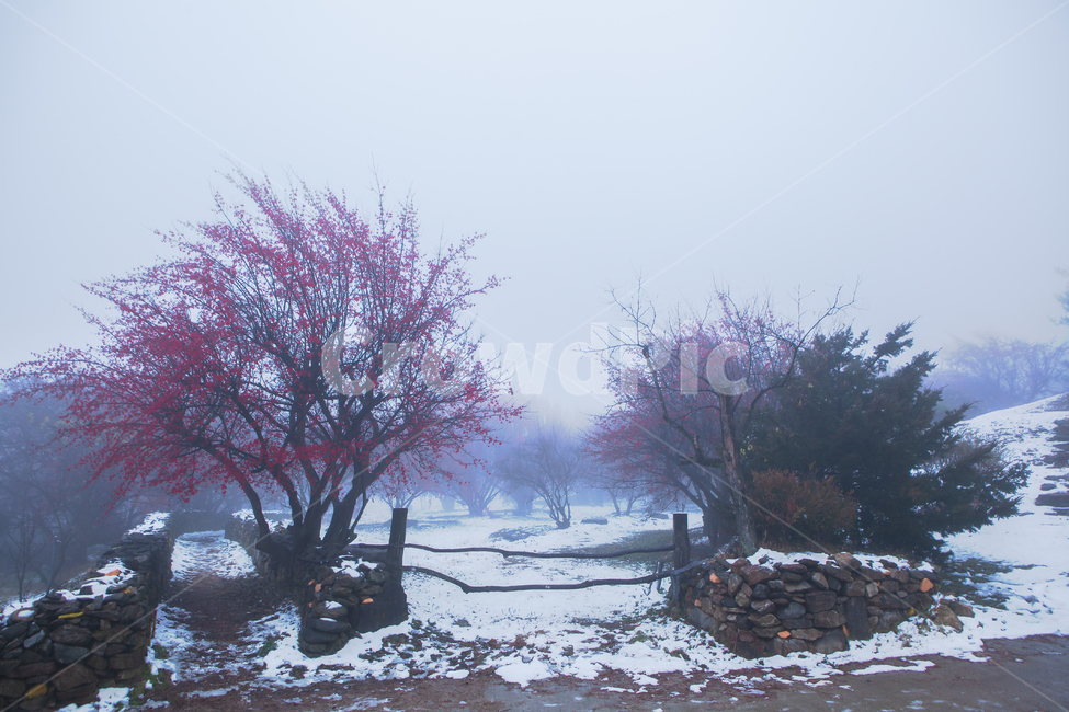 풍경,산수유,마을,눈,열매,산수유열매,시골,농촌,농가,나무,산수유나무,이천,재배,경작,전원,아침,산수유마을,눈내린,농촌마을,시골마을,돌담,붉은열매,새벽,돌담길,담,담장,야외,옥외,plant,식물,tree,winter,겨울,snow