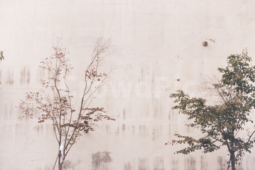 ​필름사진,아날로그,film,감성사진,우울,여행,여성적,칙칙함,느긋함,흐림,zaheun,효신,식물,자연,plants,nature,감성,sensible,feeling