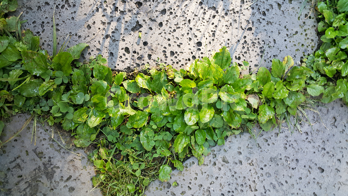 질겅이,돌판,산책,풀,pottedplant,화분,plant,식물,자연,nature,햇살,초록,식물,자연,plants,nature