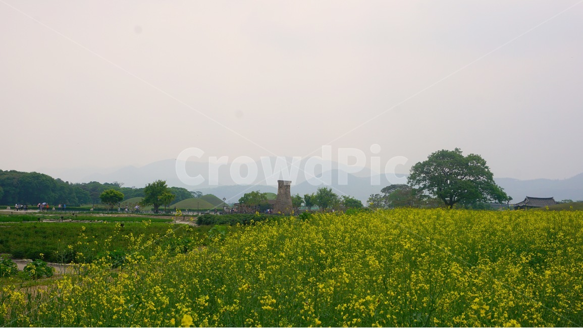유채꽃,꽃,첨성대,봄,노란색,식물,자연,yellow,green,flowers,계절,spring,season,flower,경주,감성,감성사진,풍경,풍경사진,봄,계절,spring,season,자연,풍경,nature,landscape,한국자연풍경,한국자연경관,korea nature landscape,랜드마크,landmark,tourist attraction,한국랜드마크,한국관광지,한국명소,korea landmark,korea tourist attraction,grassland,목초지,outdoors,옥외,field,들