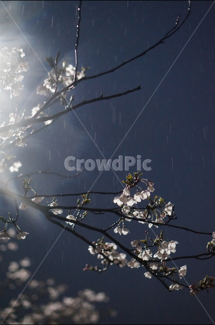 벗꽃,4월,야경,가로등,빛,흰색,봄,계절,spring,season,야경,밤,풍경,nightscape,night,landscape,식물,자연,plants,nature,꽃,flower,비,비오는날,rain,rainy,light,flare,플레어