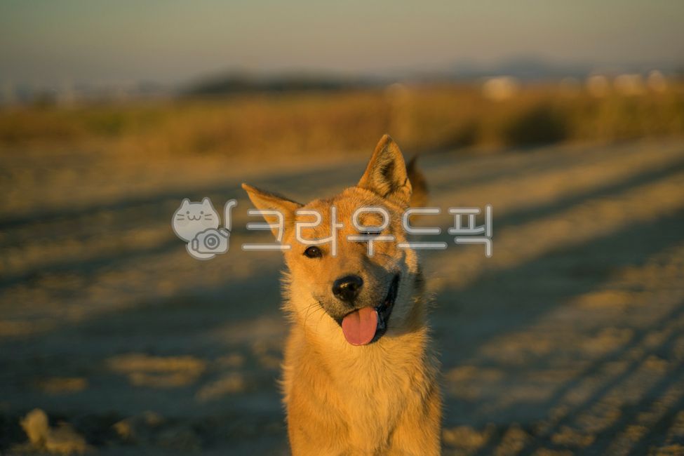 개,강아지,일몰,그림자,동물,dog,animal,동물,animal,포유류,mammal,개,강아지,dog,doggy