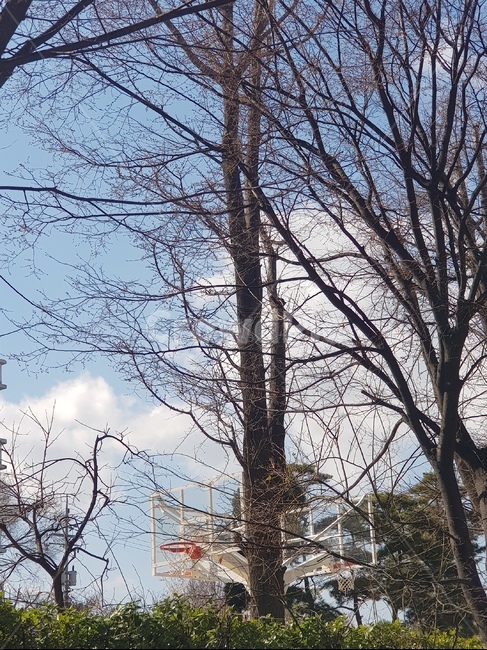 하늘,감성,구름,농구대,맑은날,자연,풍경,nature,landscape,tree,나무,plant,식물,tree trunk,나무 줄기