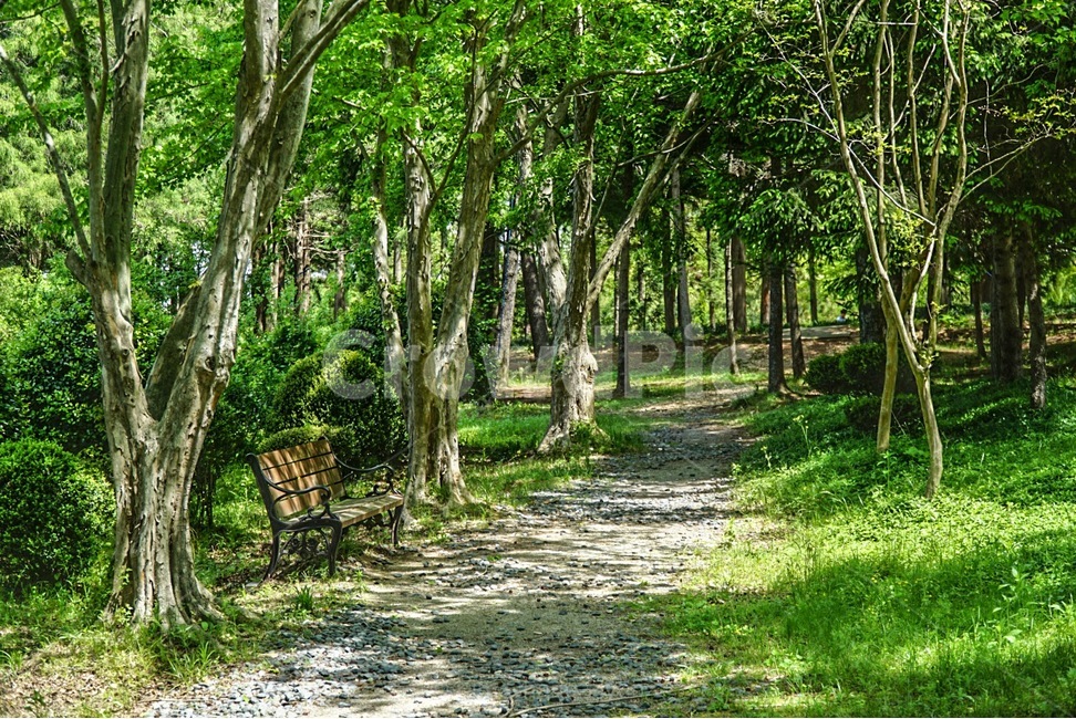 자연,숲,나무,오솔길,벤치,자연,풍경,nature,landscape,식물,plants,나무,trees,wood,휴식,힐링,rest,relaxation,healing,tree,plant,path,통로,bench