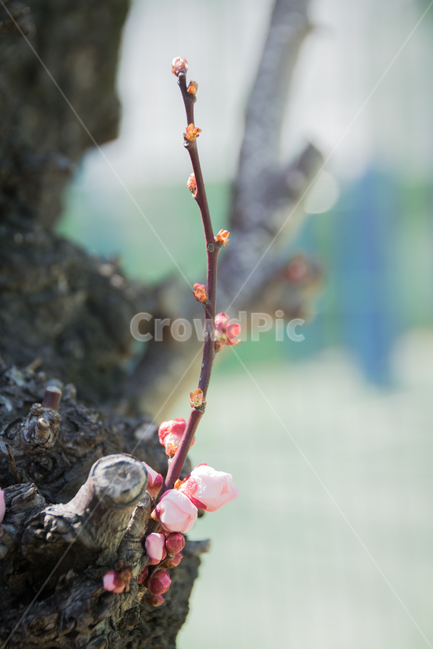 봄,매화,매화꽃,꽃,봄꽃,spring,flower,식물,풍경,자연,natural,landscape,봄,계절,spring,season,식물,자연,plants,nature,꽃,flower,plant