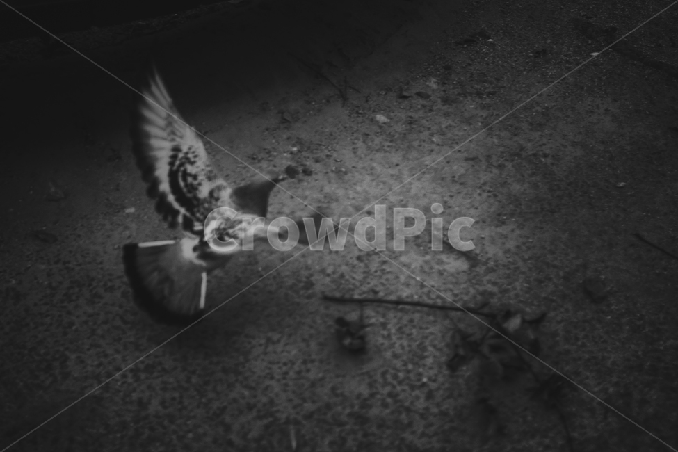 비둘기,흑백,감성,가을,필름,동물,animal,조류,새,birds,흑백,모노톤,monochrome,black and white