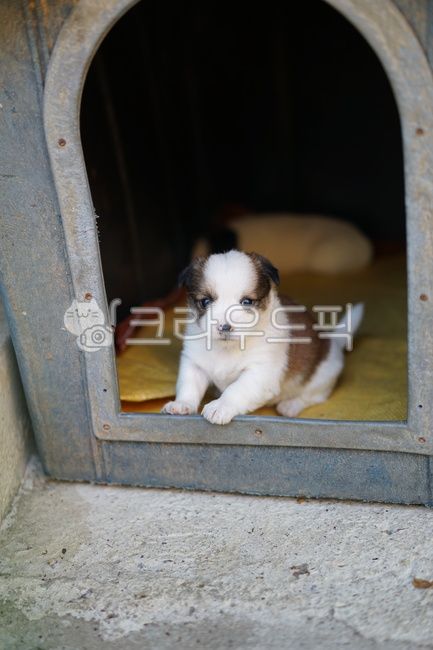 강아지,강아지집,새끼,흰둥이,귀요미