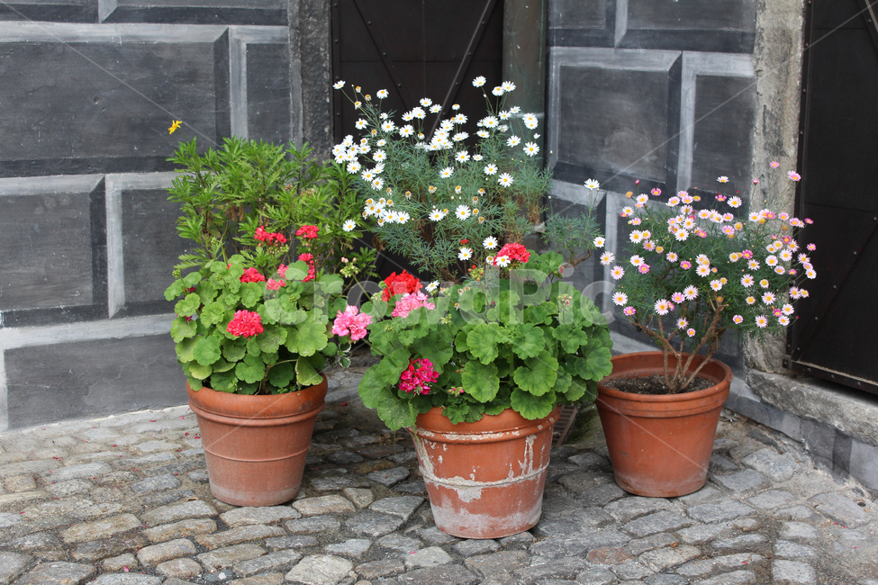 화분,pot,꽃,flower,exterior,nature,자연,bloom,road,길,flagstone,판석