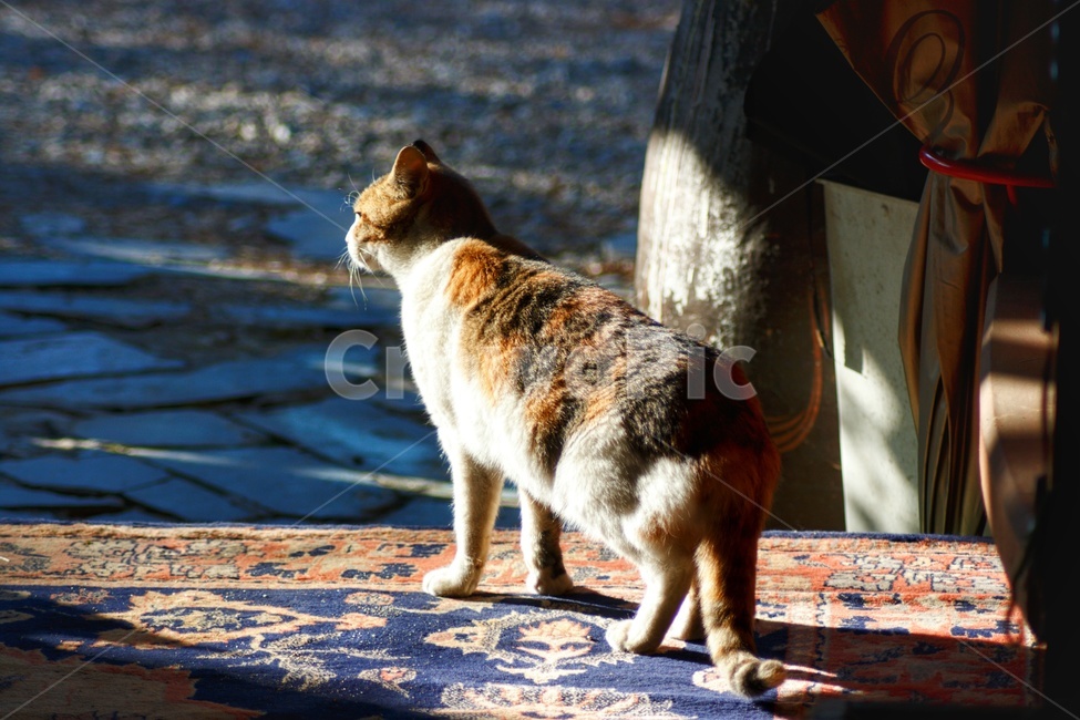 pet,animal,동물,고양이,길고양이,포유류,cat,동물,animal,포유류,mammal,고양이,cat,kitten,kitty
