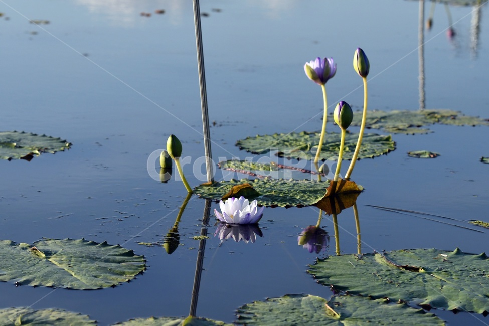 연못,수련,식물,자연,여름,정원,푸르른,물,수경식물,연못가,연못정원,plants,nature,연,연꽃,힐링,flower,감성,연잎,식물,자연,plants,nature,꽃,flower