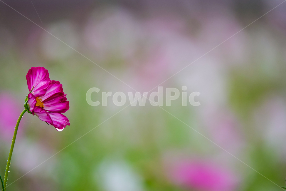 flower,꽃,plant,식물,코스모스,물방울,가을,꽃밭